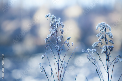 Close-up snow-covered flowers on blurred winter background