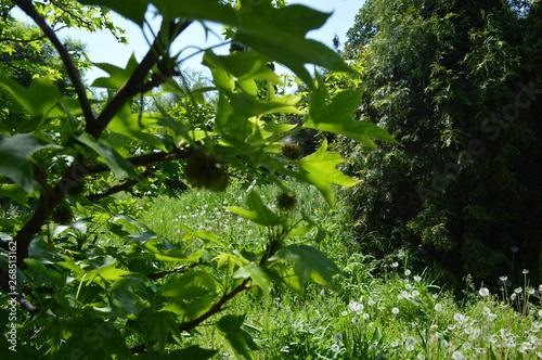 spring  leaves on the ground