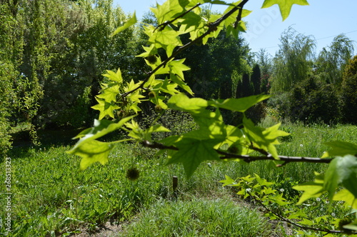 spring  leaves on the ground