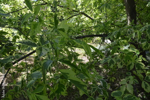 spring  leaves on the ground