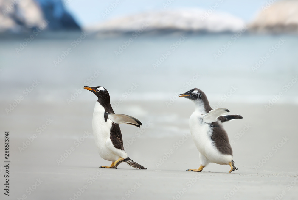 Gentoo penguin chick chasing its parent to be fed Gentoo penguin chick chasing its parent to be fed