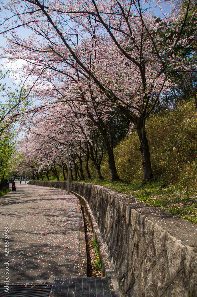 大阪豊中・桜の咲く服部緑地の風景