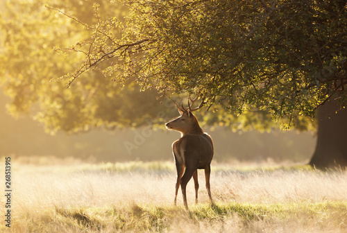 Young Red deer standing under the tree at sunrise