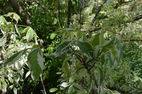green plants in the garden