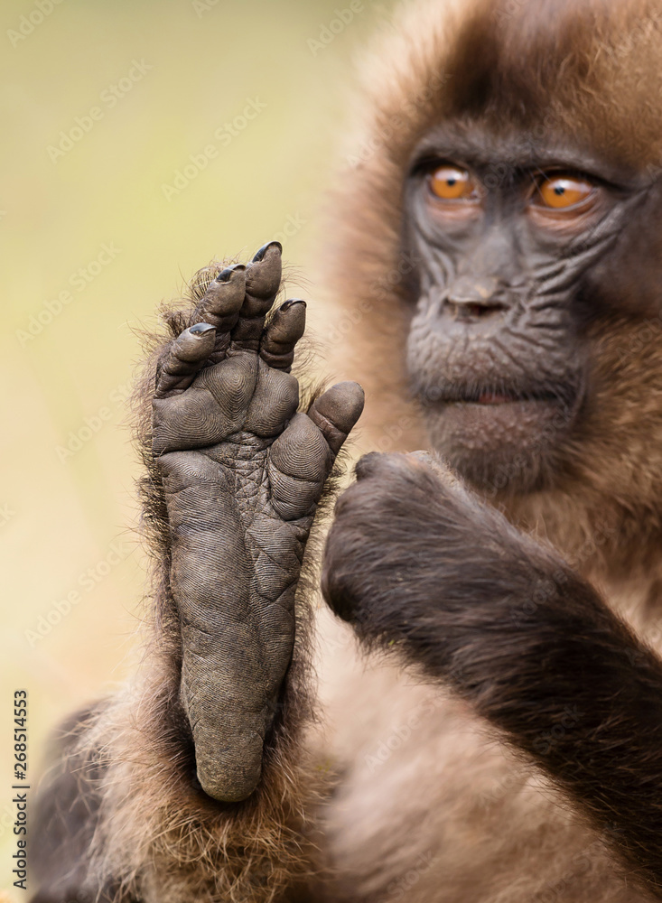 Obraz premium Baby Gelada monkey sitting with a foot up