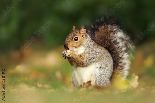 Close up of a cute grey squirrel eating nuts