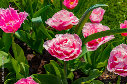 Tulpen mal anders