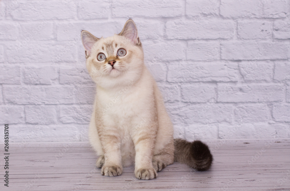 Fototapeta premium Scottish Fold kitten on a light isolated background