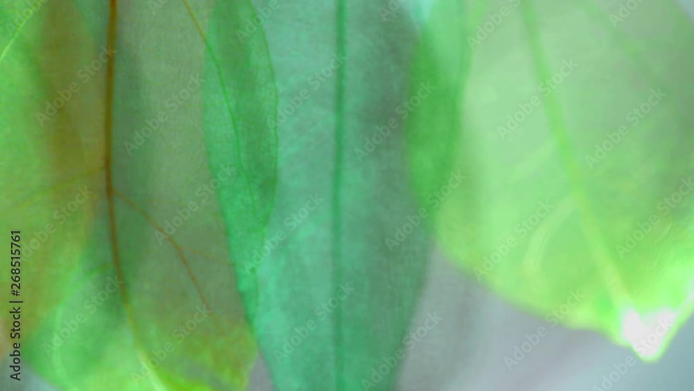 Background from skeleton tree leaf close up. Background from skeleton tree leaf close up.
