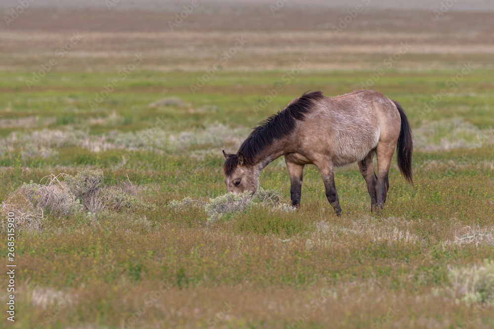 Wild Horse in Spring in the Utah Desert Wild Horse in Spring in the Utah Desert