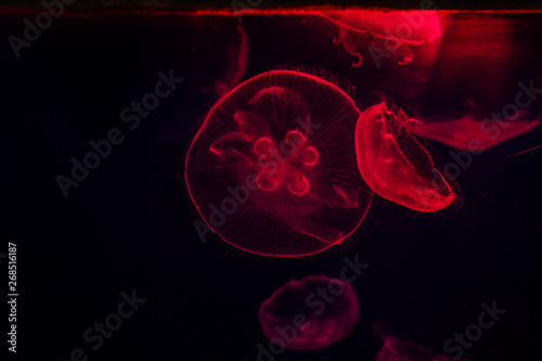 Glowing jellyfish close-up in the Dubai aquarium closeup.
