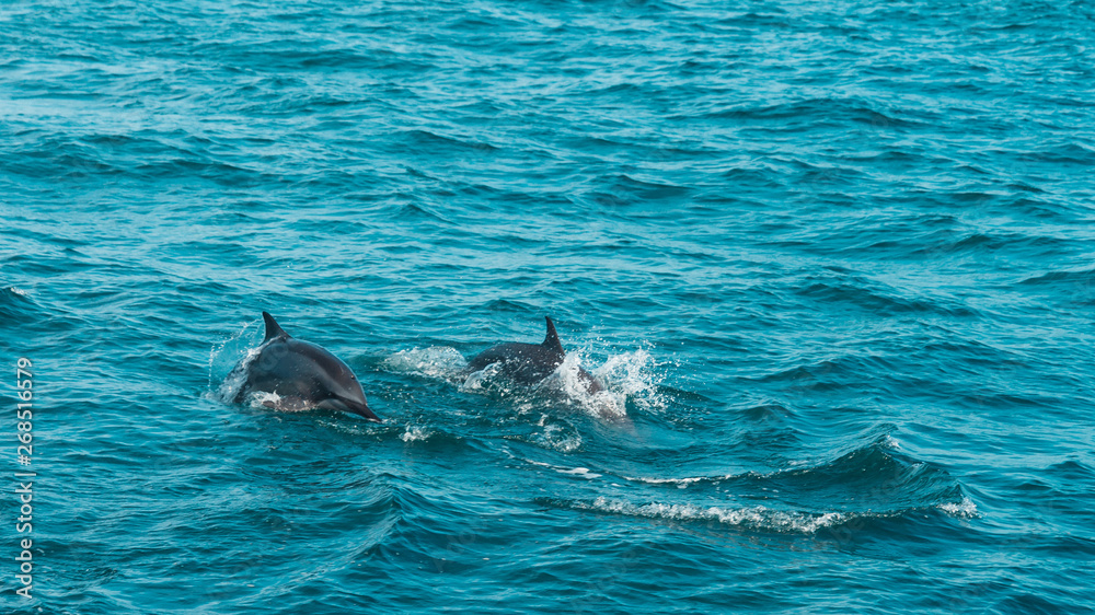 Obraz premium A group of wild dolphins swimming next to us in MIrissa, Sri Lanka