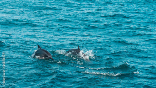 A group of wild dolphins swimming next to us in MIrissa, Sri Lanka