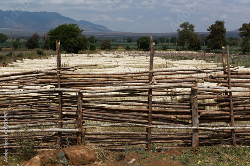 Sisalproduktion in Tansania