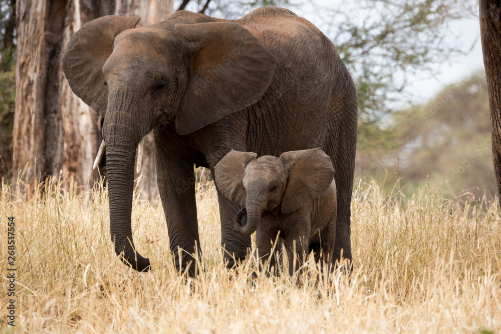 Elefant - Loxodonta africana