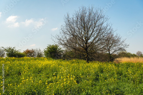 Yellow flowering rapeseed and a leafless tree