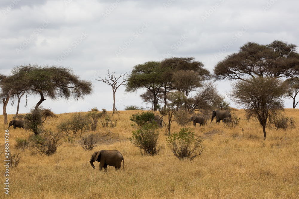 Fototapeta premium Elefant - Loxodonta africana