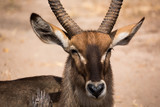Südlicher Spießbock - Oryx gazella - Afrika