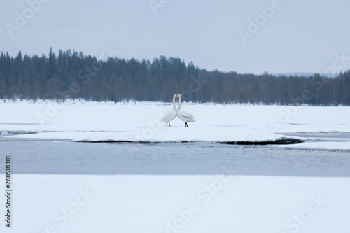 Swans on partially frozen lake © Juhku
