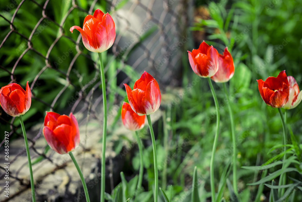 atmospheric tulips on the background of the metal mesh fence atmospheric tulips on the background of the metal mesh fence