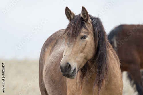 Wild horse © Ronnie Howard