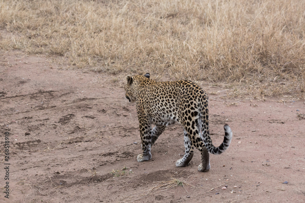 Obraz premium Leopard (Panthera pardus)