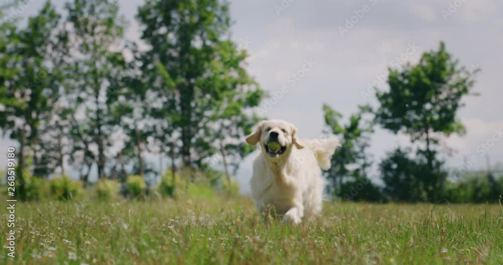 Slow motion of playful pedigreed Golden Retriever dog is running carefree with a tennis ball in his mouth towards the camera in a green meadow in a sunny day. Slow motion of playful pedigreed Golden Retriever dog is running carefree with a tennis ball in his mouth towards the camera in a green meadow in a sunny day.