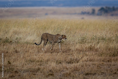 Gepard - Acinonyx jubatus 