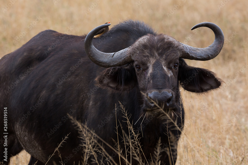Naklejka premium Kaffernbüffel