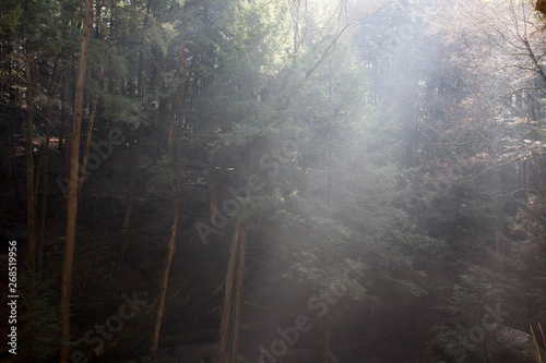 Morning in the woods with the mist