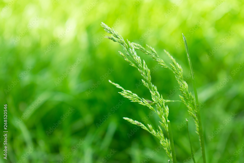 Green grass closeup, spikelets of grass on a blurred background. Bright color grass background. Spring growth on the background
