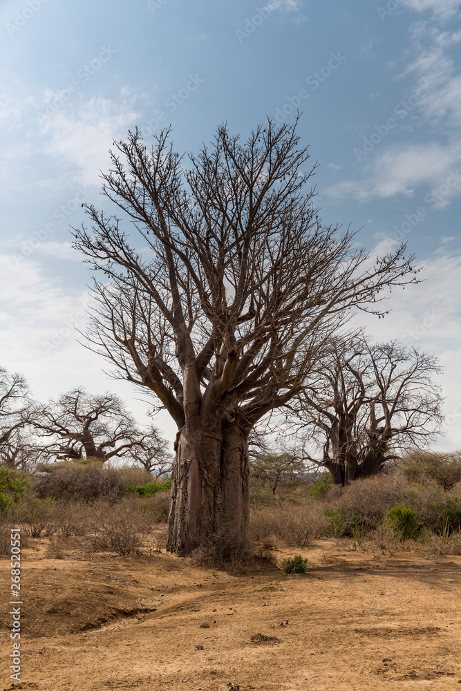 Baobabbaum (Adansonia digitata) - Afrikanischer Affenbrotbaum - Tansania Baobabbaum (Adansonia digitata) - Afrikanischer Affenbrotbaum - Tansania