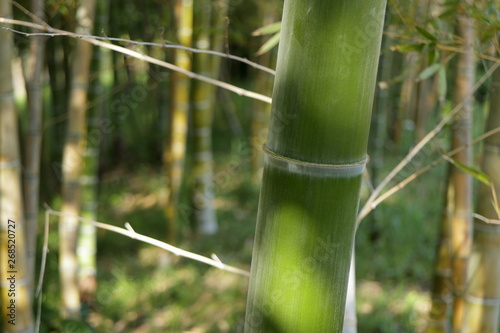 日本の竹
