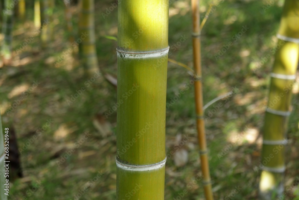 Fototapeta premium 日本の竹