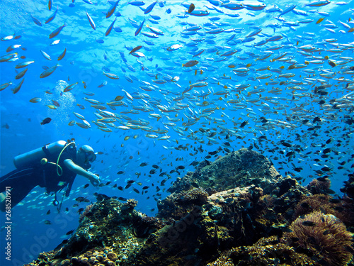 Underwaterphoto of a scuba diver in oceanic aquarium - Phi Phi Islands - Thailand