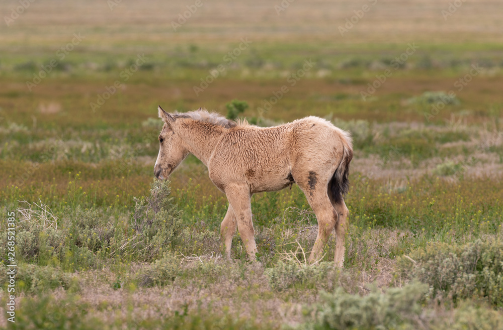 Cute Wild Horse Foal in the Utah desert Cute Wild Horse Foal in the Utah desert