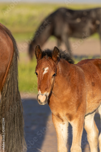 Cute Wild Horse Foal in the Utah desert