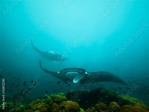 Giant Manta Ray - Angels of the ocean