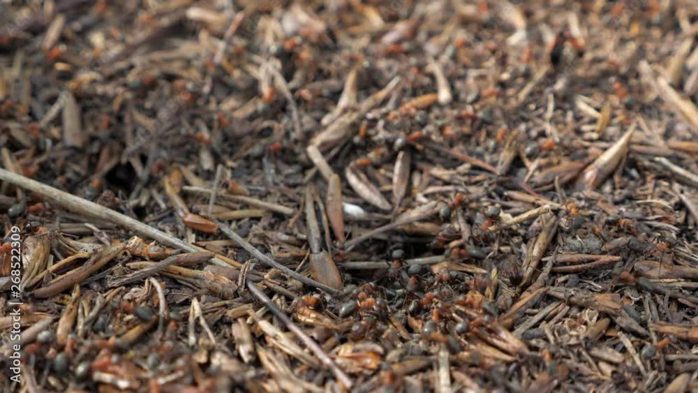 Close up of an anthill with pine needles. Close up of an anthill with pine needles.