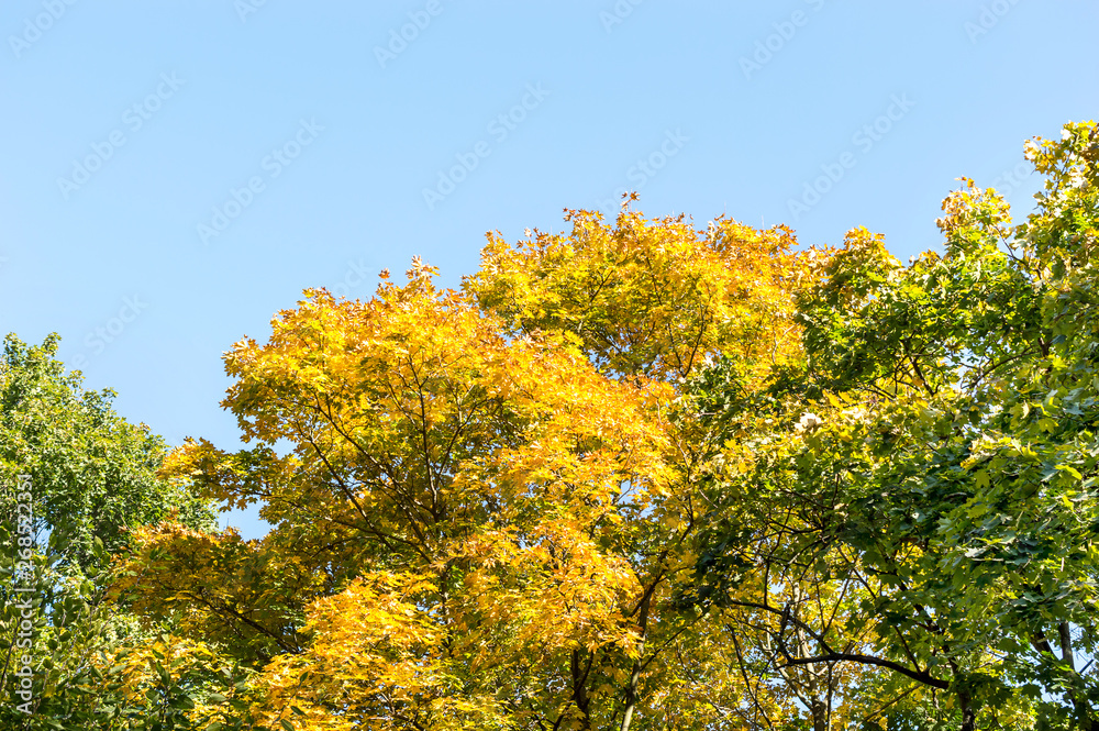 Crowns of autumn trees on the background of the sky. Crowns of autumn trees on the background of the sky.