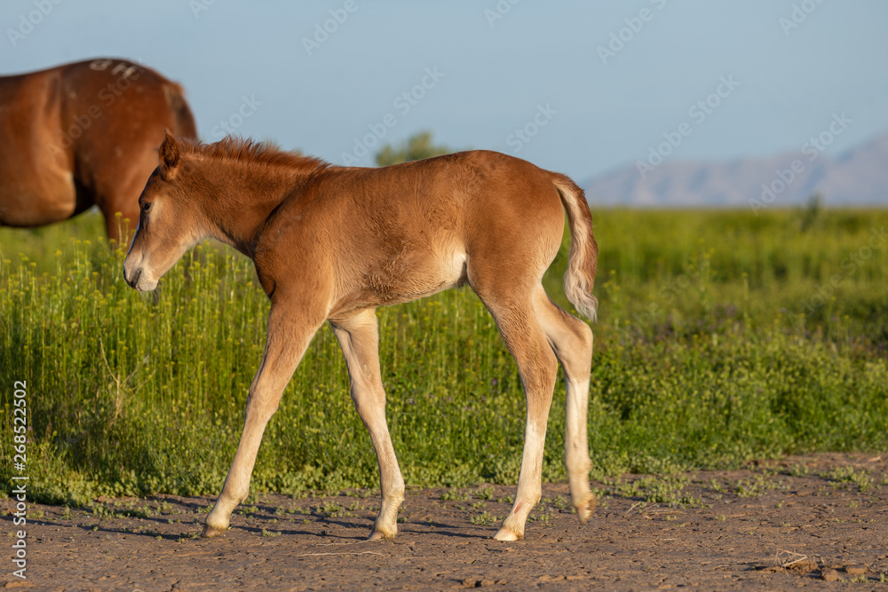 Cute Wild Horse Foal in the Utah desert Cute Wild Horse Foal in the Utah desert