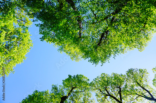 Crown shyness