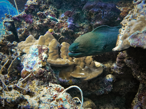Underwaterphoto of a Moray Eel from a scuba dive in Thailand