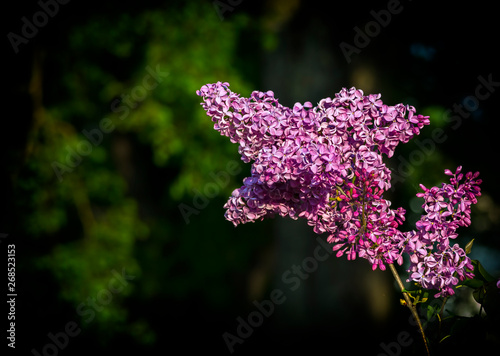 Blossoming bush and branches of lilac tree, Springtime, Europe