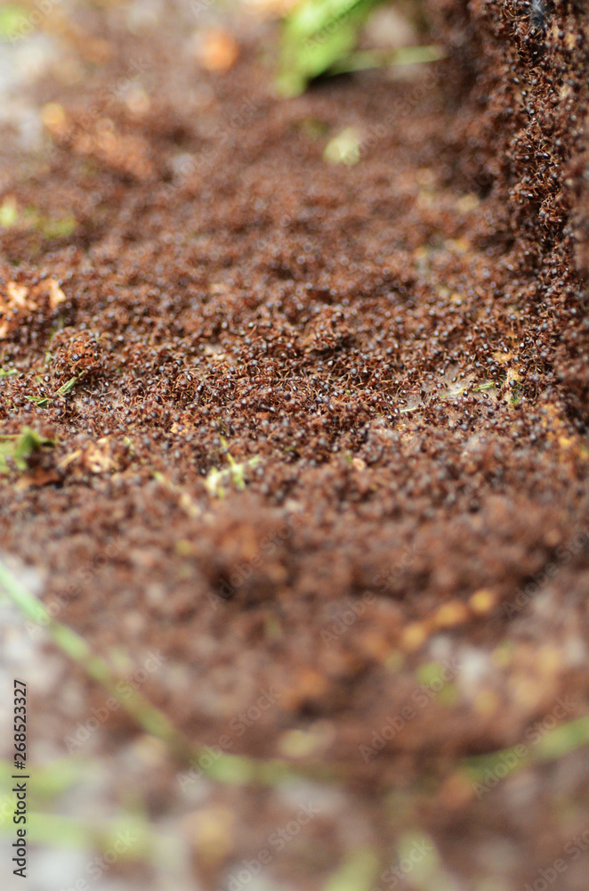 ANT WAR ANT WAR