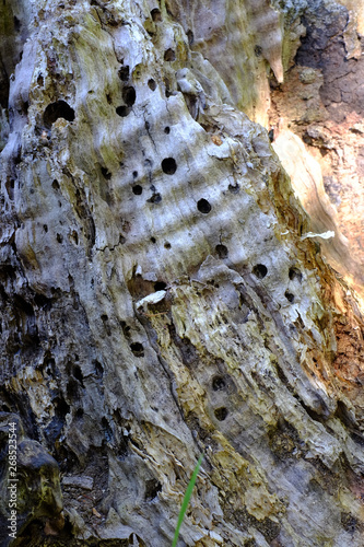Altes Holz ist von Insekten befallen