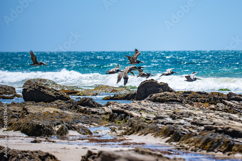 pelicans