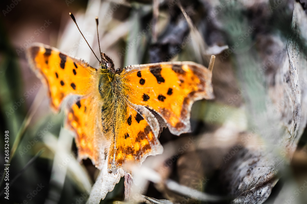 Obraz premium Papillon au repos