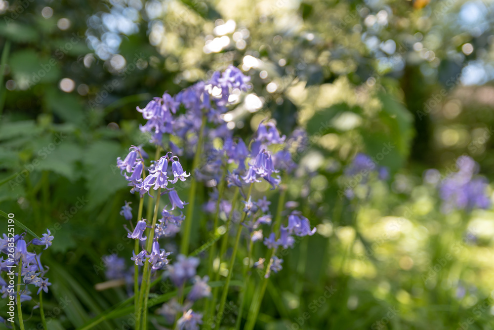 Brightly colored sunlit purple bluebell flowers against a natural green background, using a shallow depth of field.. Brightly colored sunlit purple bluebell flowers against a natural green background, using a shallow depth of field..