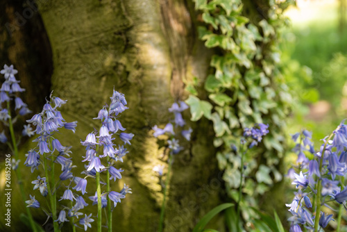 Brightly colored sunlit purple bluebell flowers against a natural green background, using a shallow depth of field..